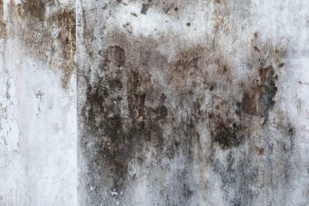 Asbestos and Lead Testing During Mold Inspection in Fletcher, OK